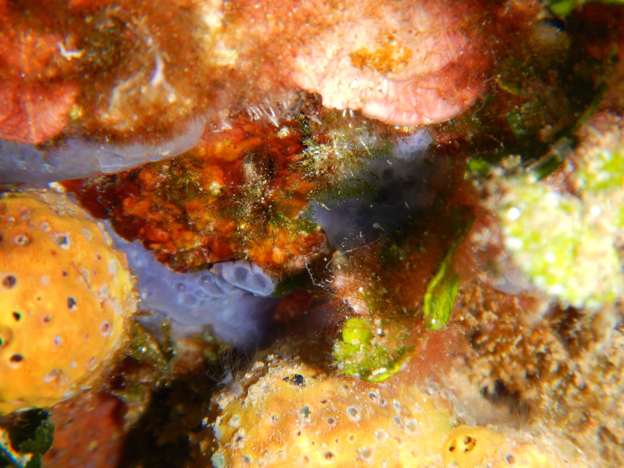 Image of bluish encrusting sponge