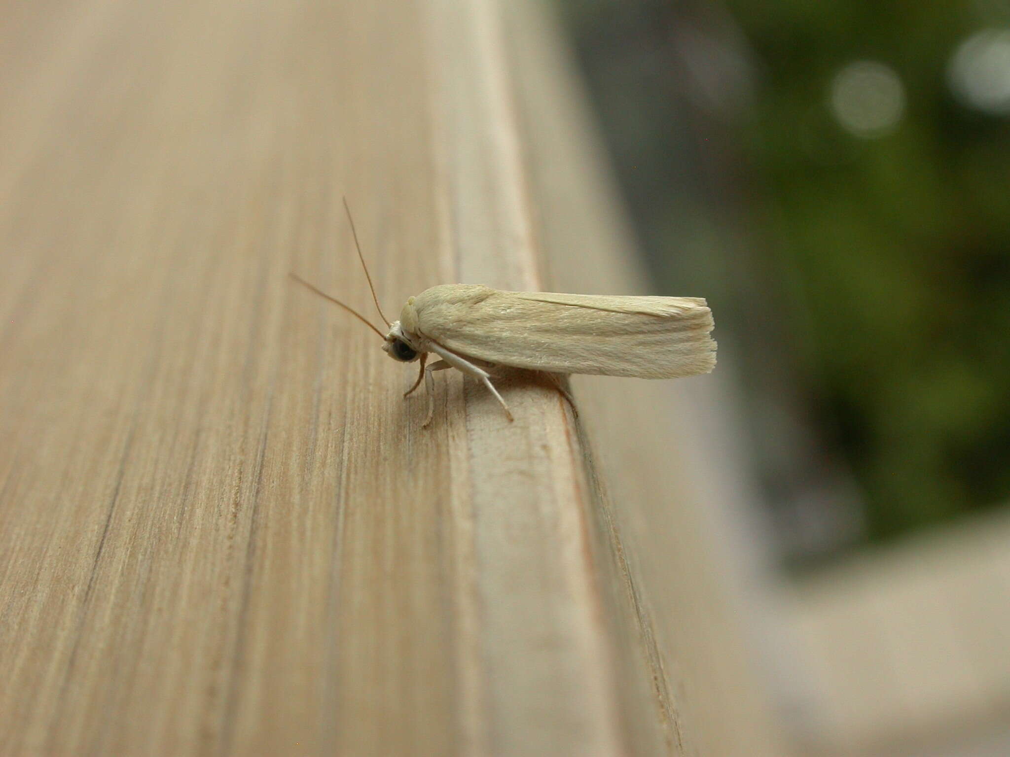 Image of Earias chlorodes Meyrick 1902