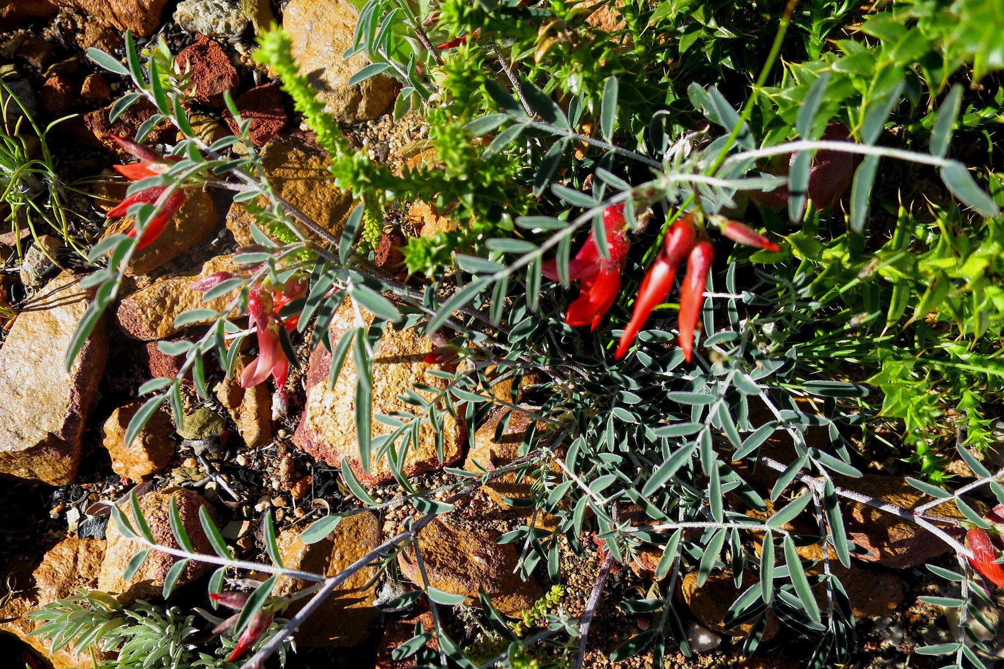 Image of Lessertia frutescens subsp. microphylla