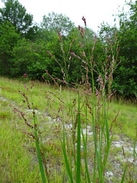 Image of switchgrass