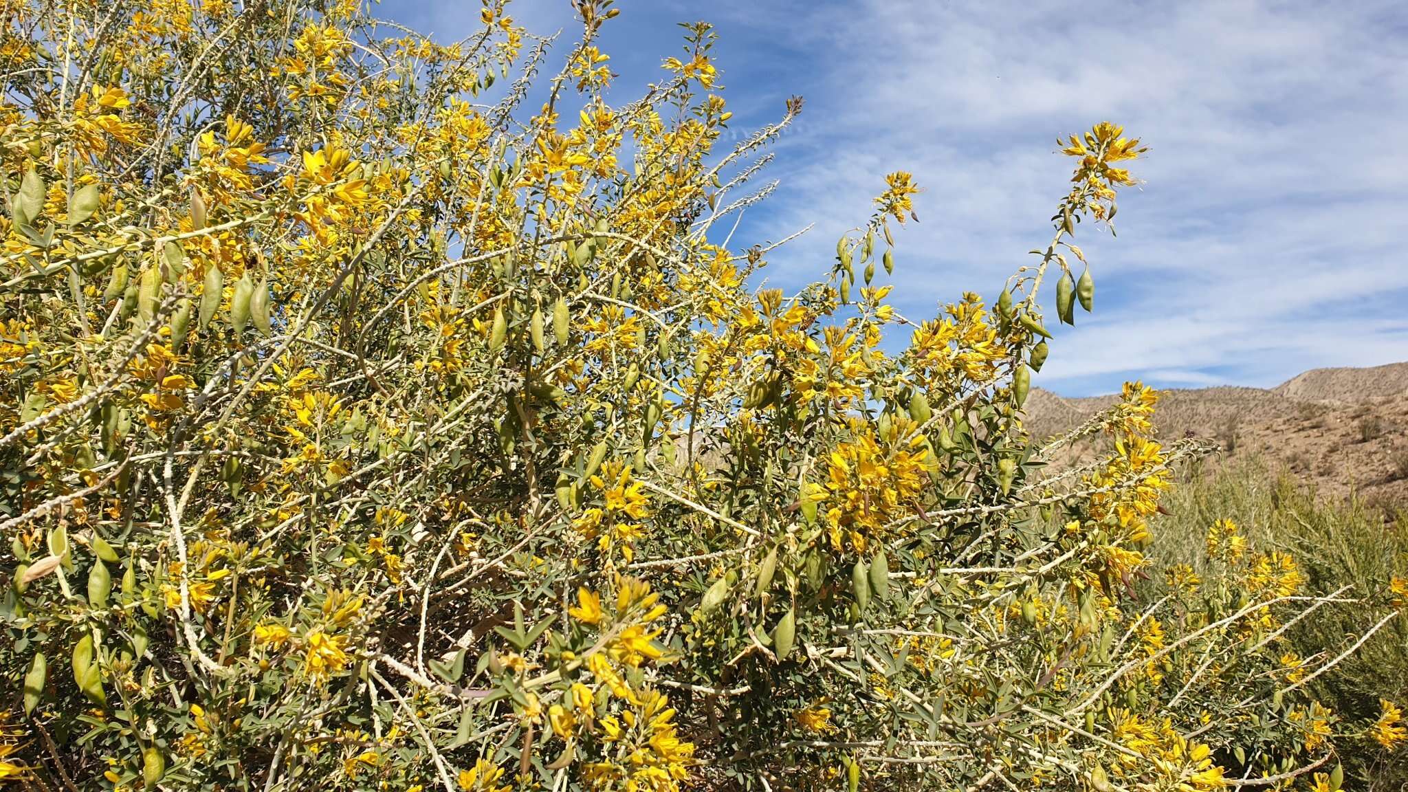 Imagem de Cleomella arborea var. angustata (Parish) J. C. Hall & Roalson