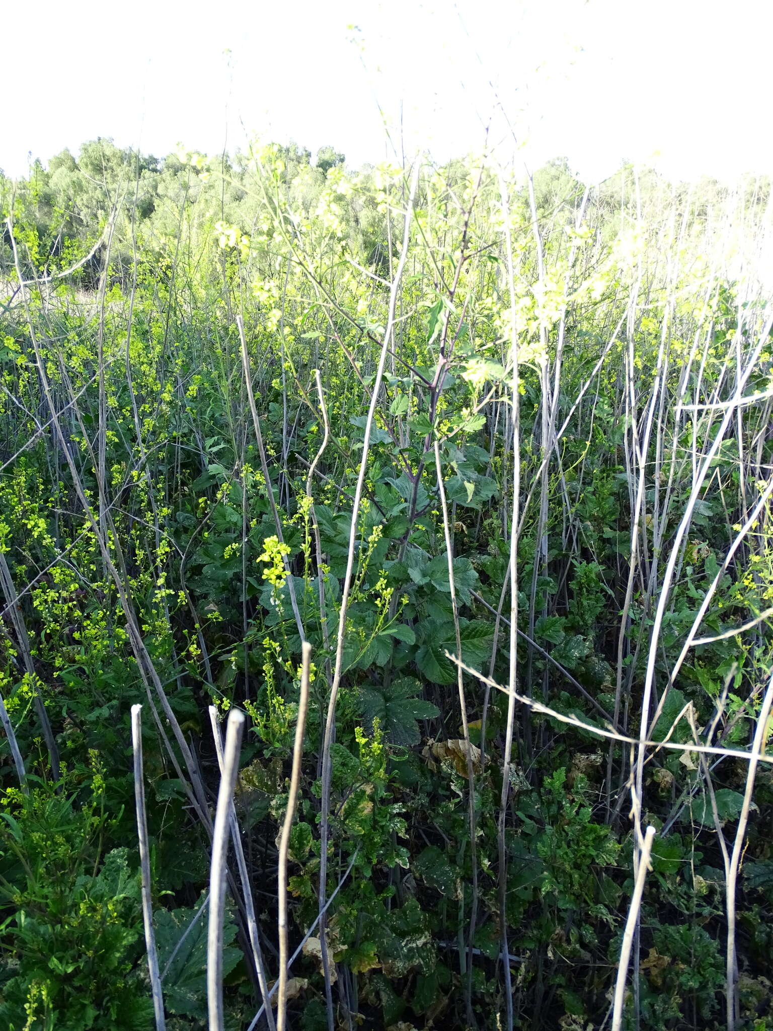 Image of black mustard