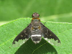 Image of Hemipenthes velutina (Meigen 1820)