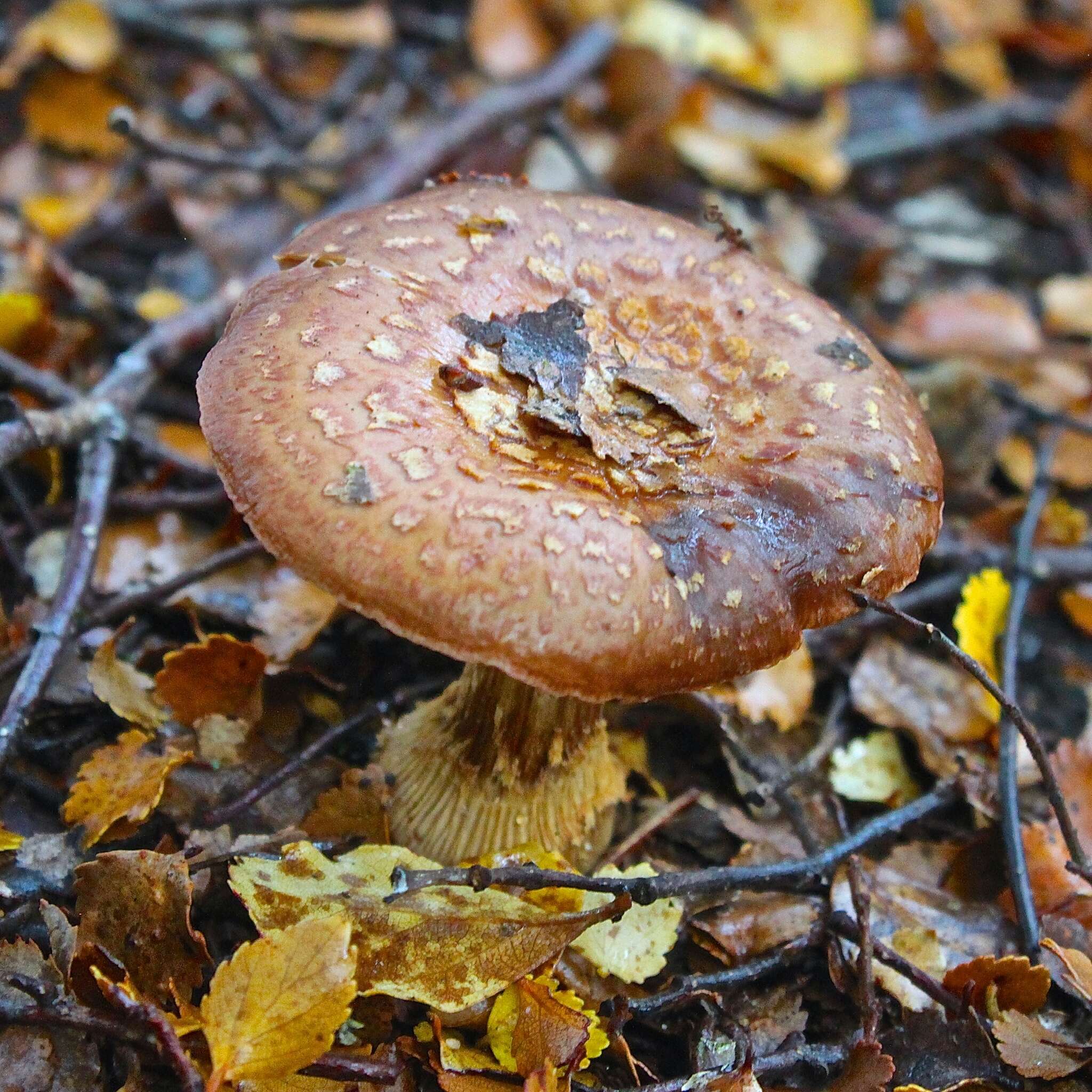 Image of Cortinarius subcastanellus E. Horak, Peintner, M. M. Moser & Vilgalys 2002