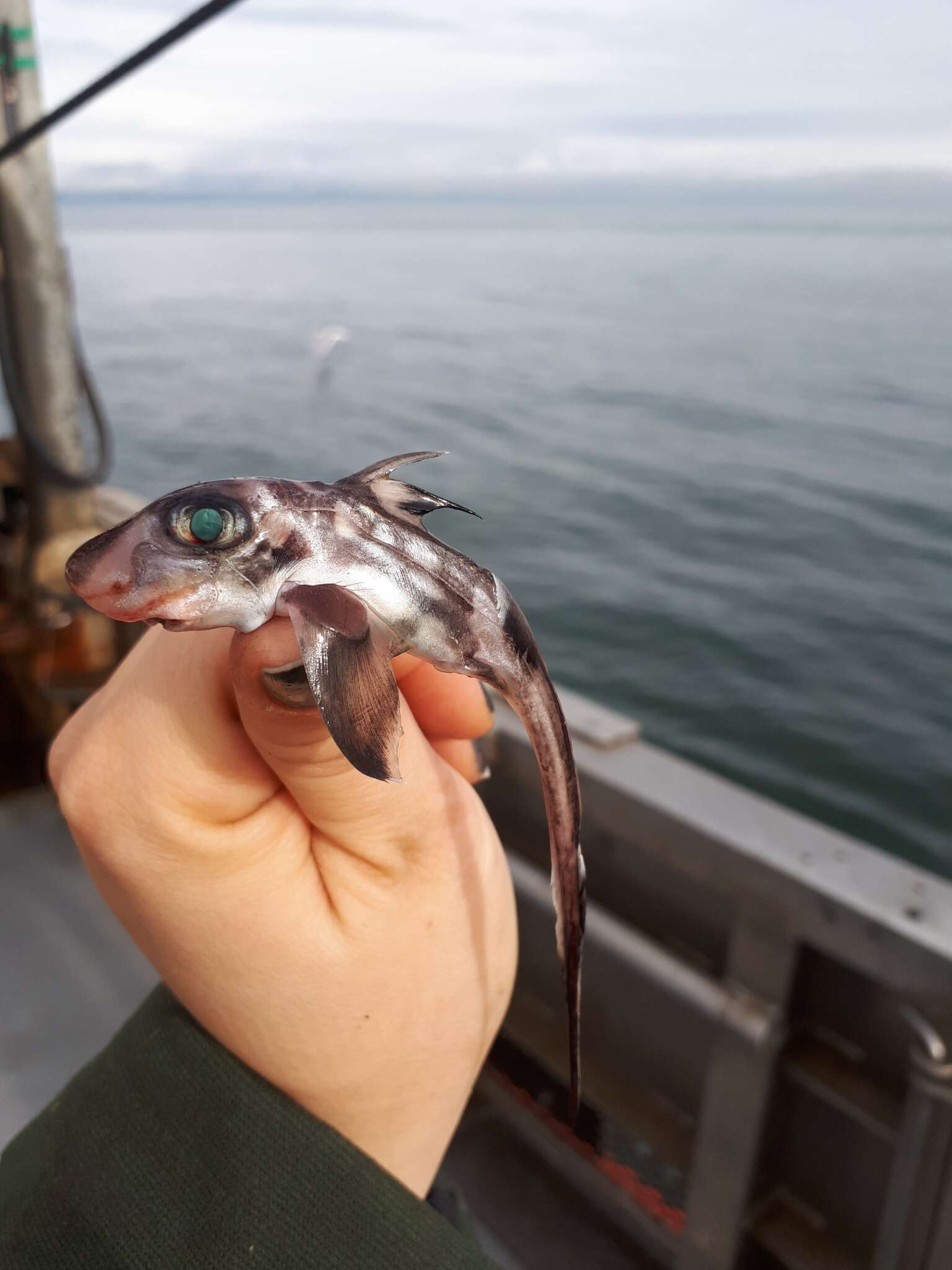 Image de Chimère tachetée