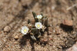 Image of Delosperma pottsii (L. Bol.) L. Bol.