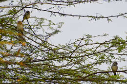 Image of Parrot-billed Seedeater