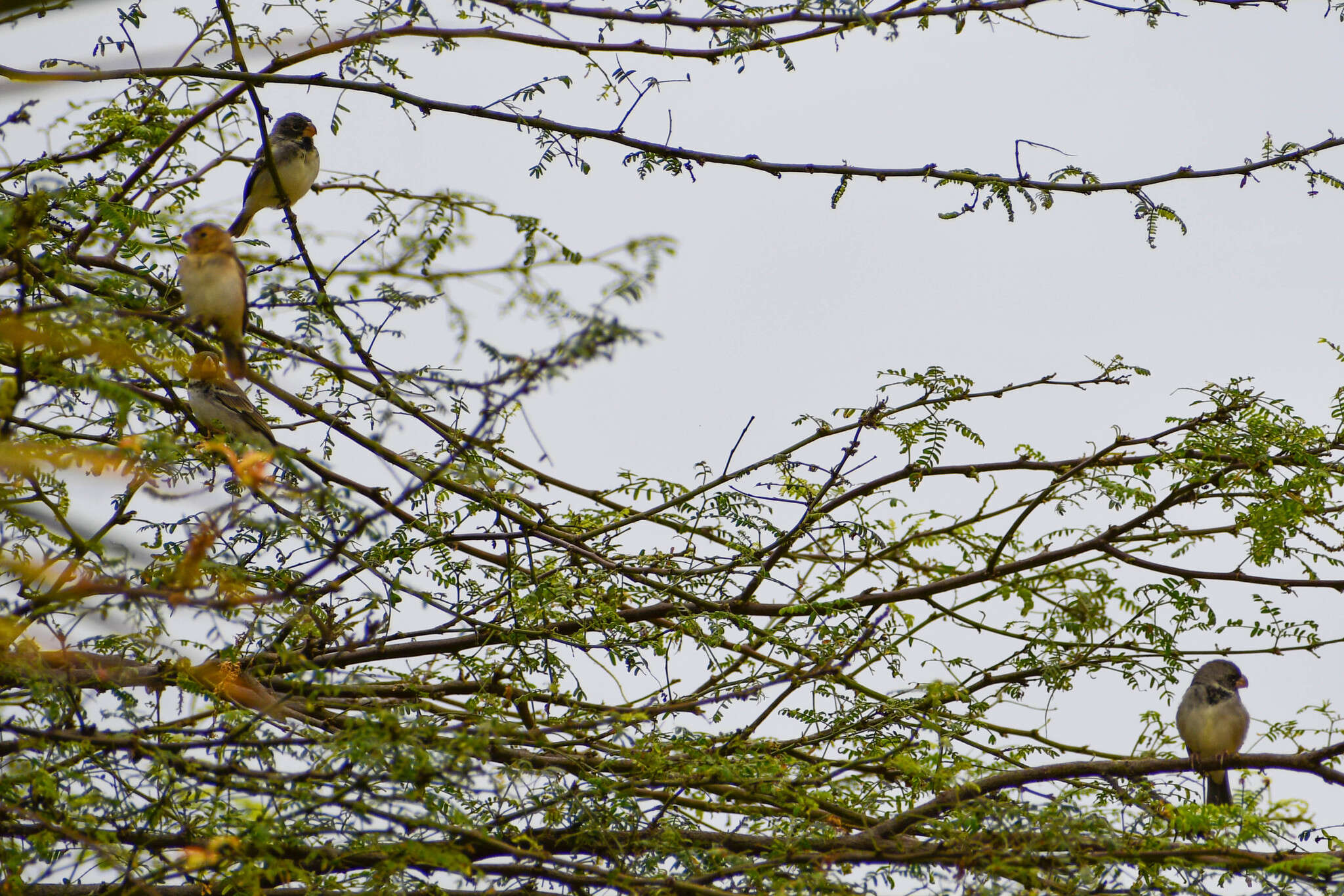 Image of Parrot-billed Seedeater