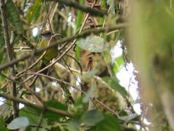 Image of Russet-crowned Warbler