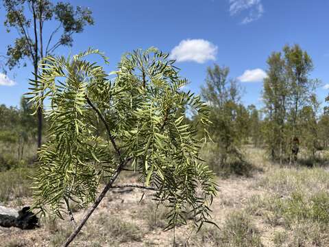 Image of Owenia acidula F. Müll.