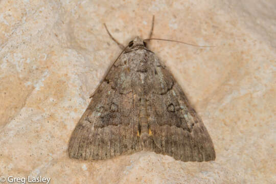 Image of Similar Underwing