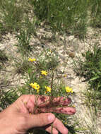 Image of rock flax