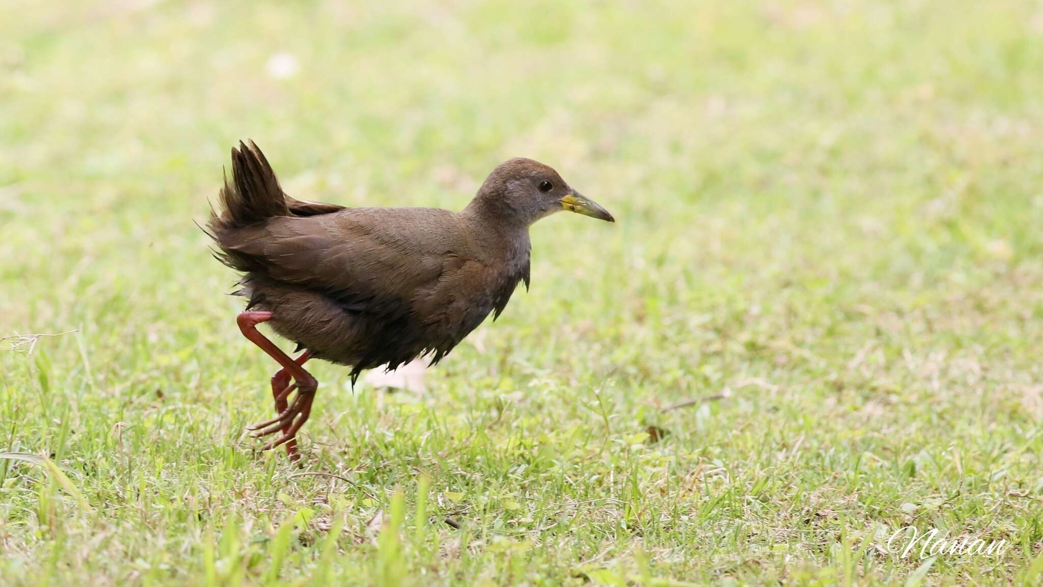 Image of Brown Crake