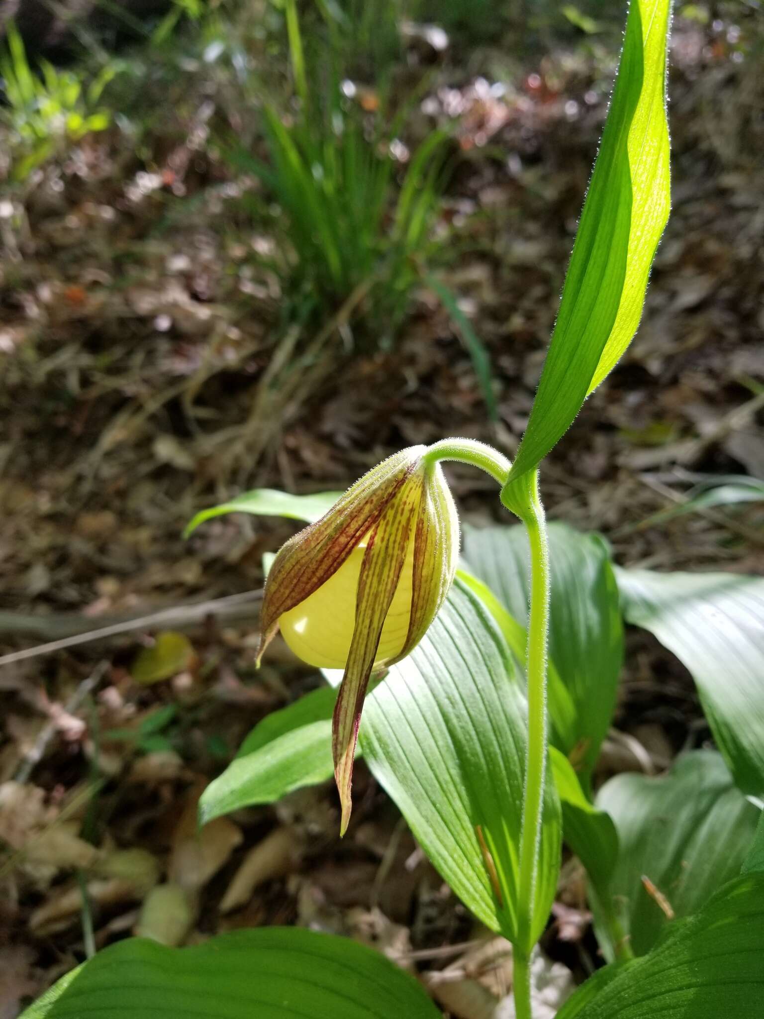 Image of Kentucky lady's slipper