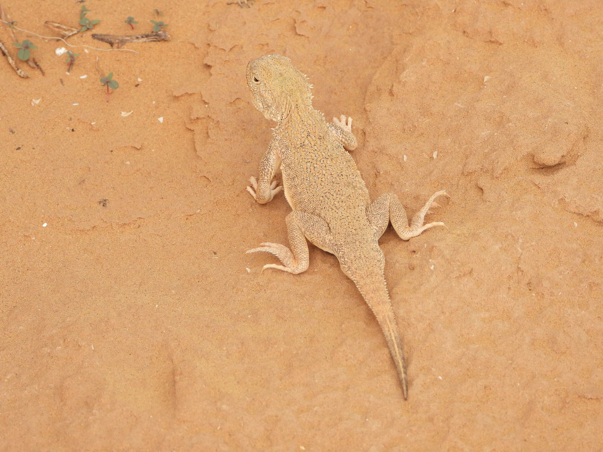 Image of Secret toadhead agama