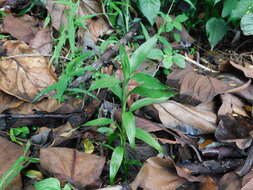 Image de Dracaena sanderiana Mast.