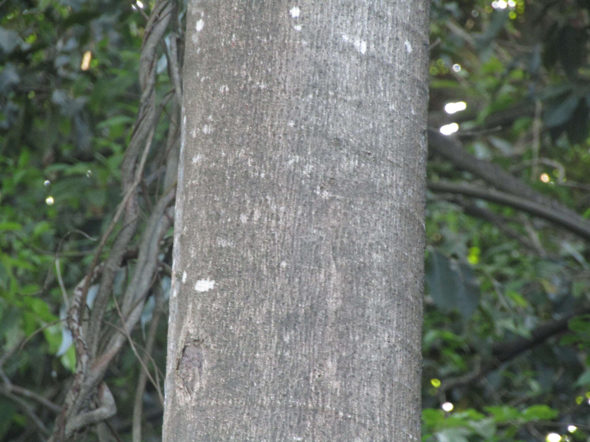 Слика од Cecropia palmata Willd.