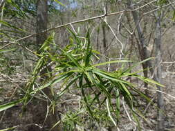 Image of Dracaena reflexa var. occidentalis H. Perrier