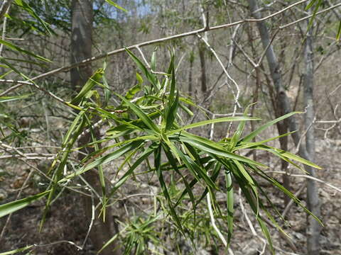 Image of Dracaena reflexa var. occidentalis H. Perrier