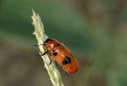 Image of <i>Tituboea macropus</i>