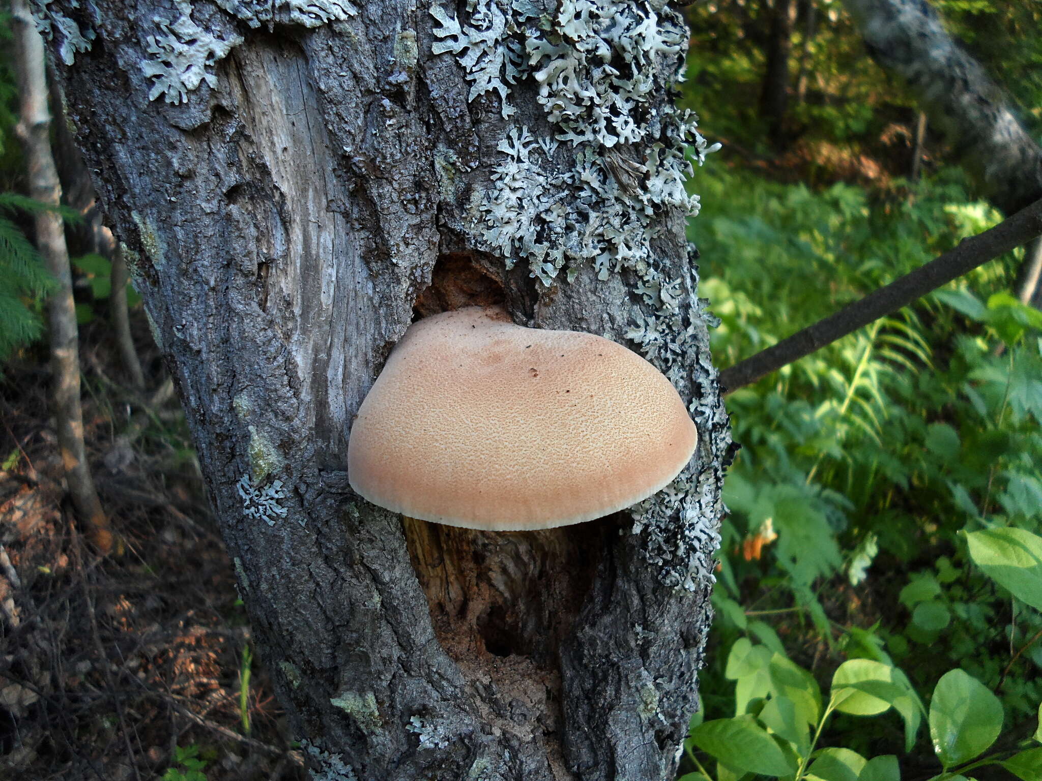 Image of Neolentinus cyathiformis (Schaeff.) Della Maggiora & Trassin. 2014