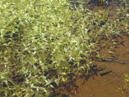 Image of Duckweed