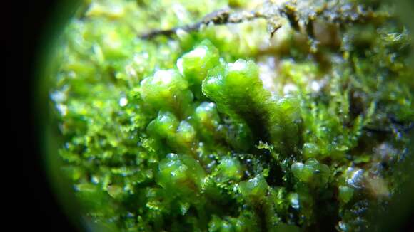 Image of Common Fold-leaf Liverwort