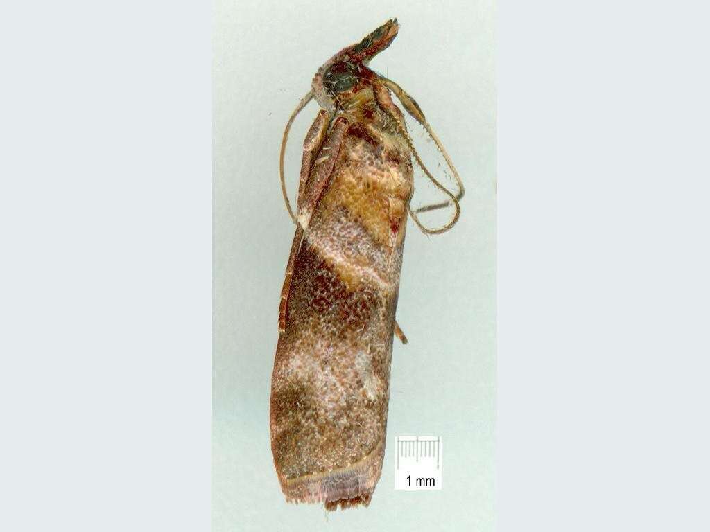 Image of Calguia defiguralis Walker 1863