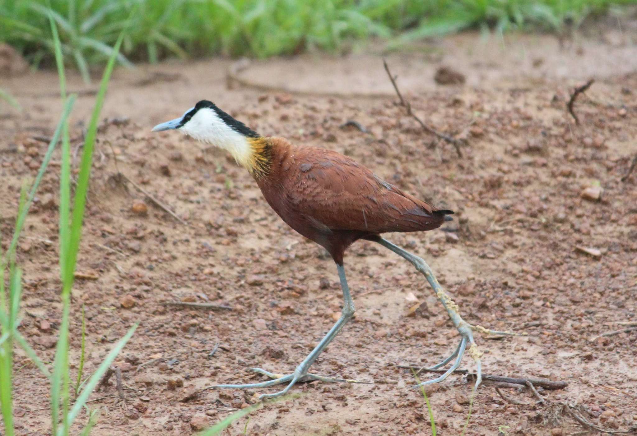 Image of Actophilornis Oberholser 1925