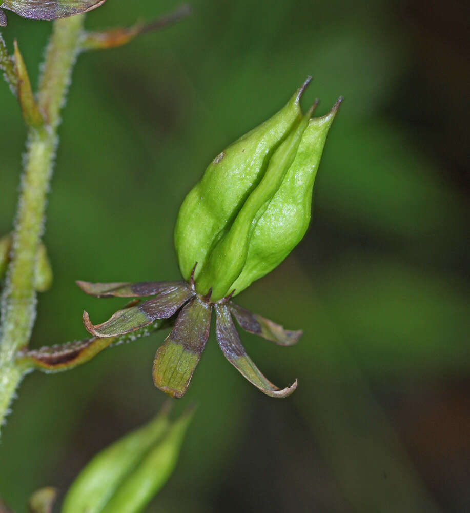 Image of Veratrum maackii Regel