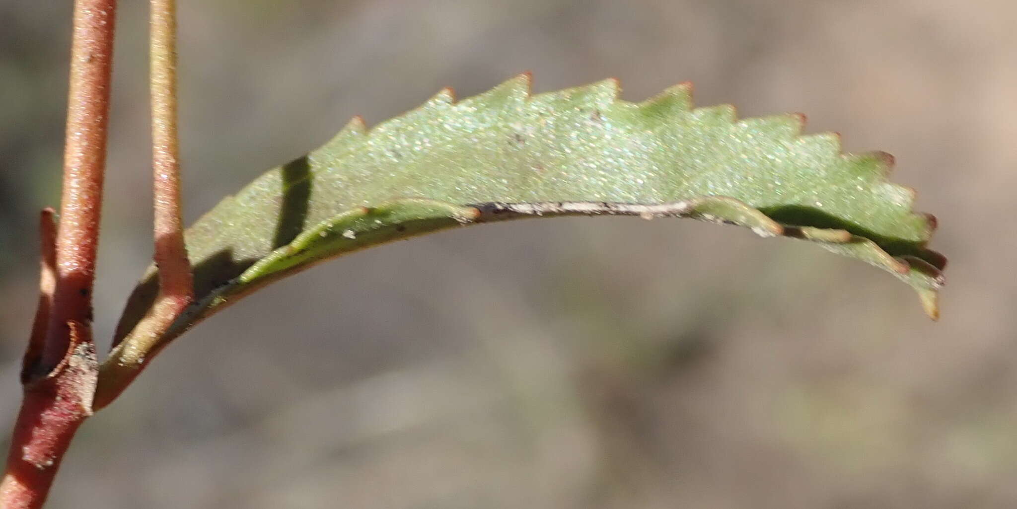 Image de Hermannia saccifera (Turcz.)