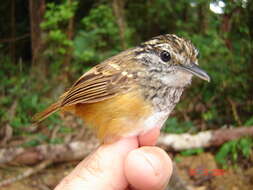 Image of Spix's Warbling Antbird