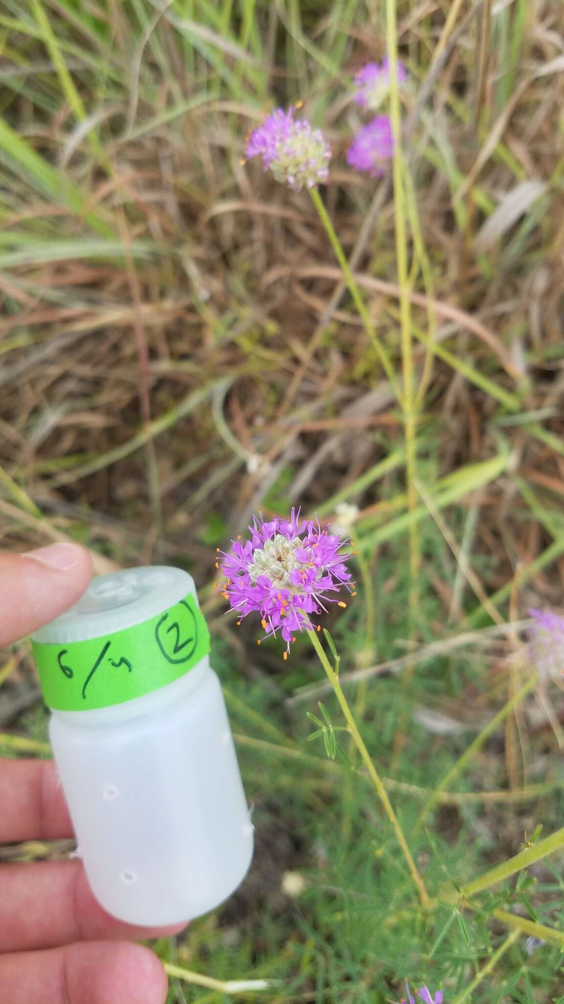 Image of compact prairie clover