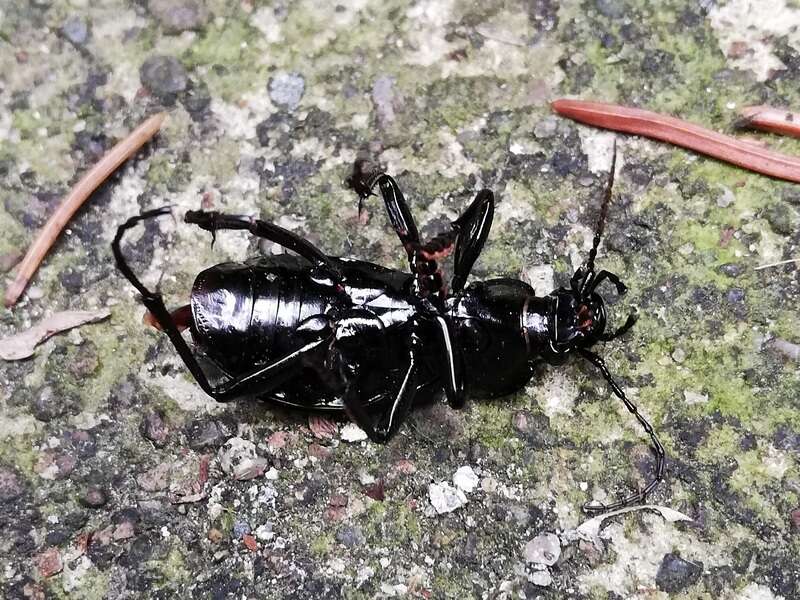 Image of Carabus (Eucarabus) ulrichii Germar 1824