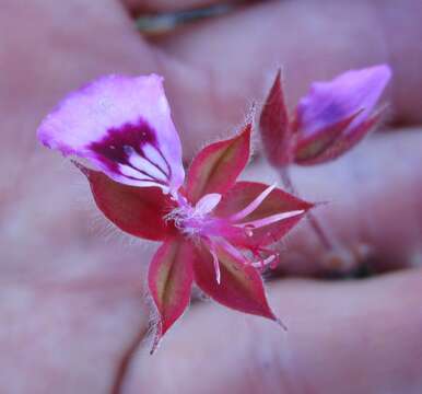 Imagem de Pelargonium ovale subsp. veronicifolium (Eckl. & Zeyh.) L. Hugo