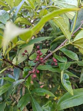 Image of Zanthoxylum armatum DC.