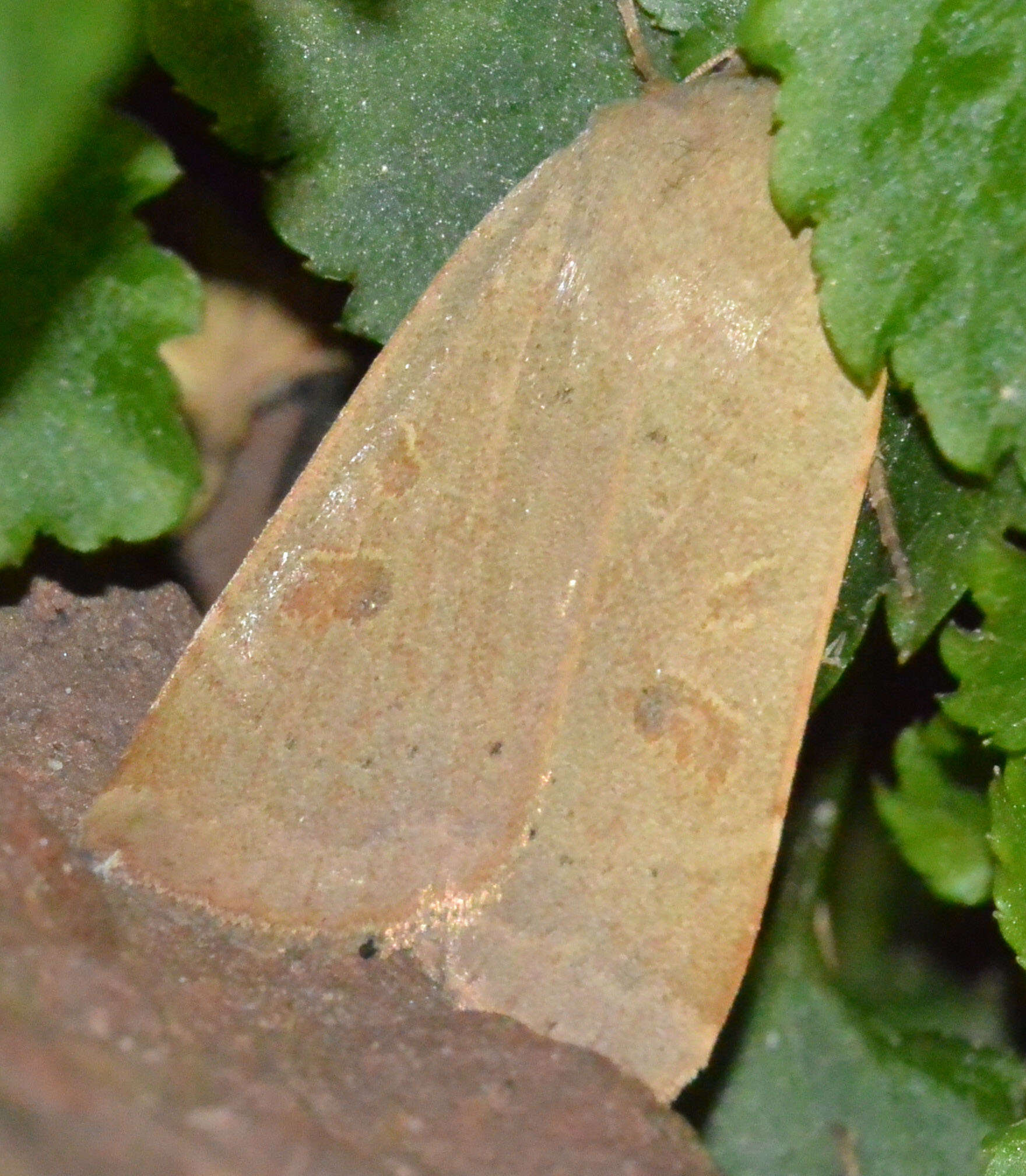 Image of lesser yellow underwing