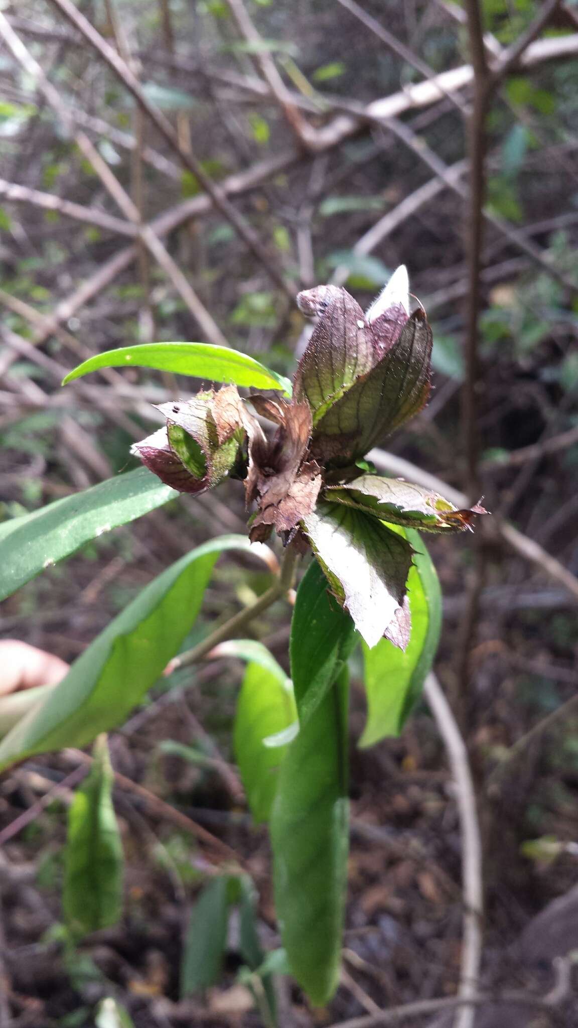 Imagem de Barleria paucidentata Benoist