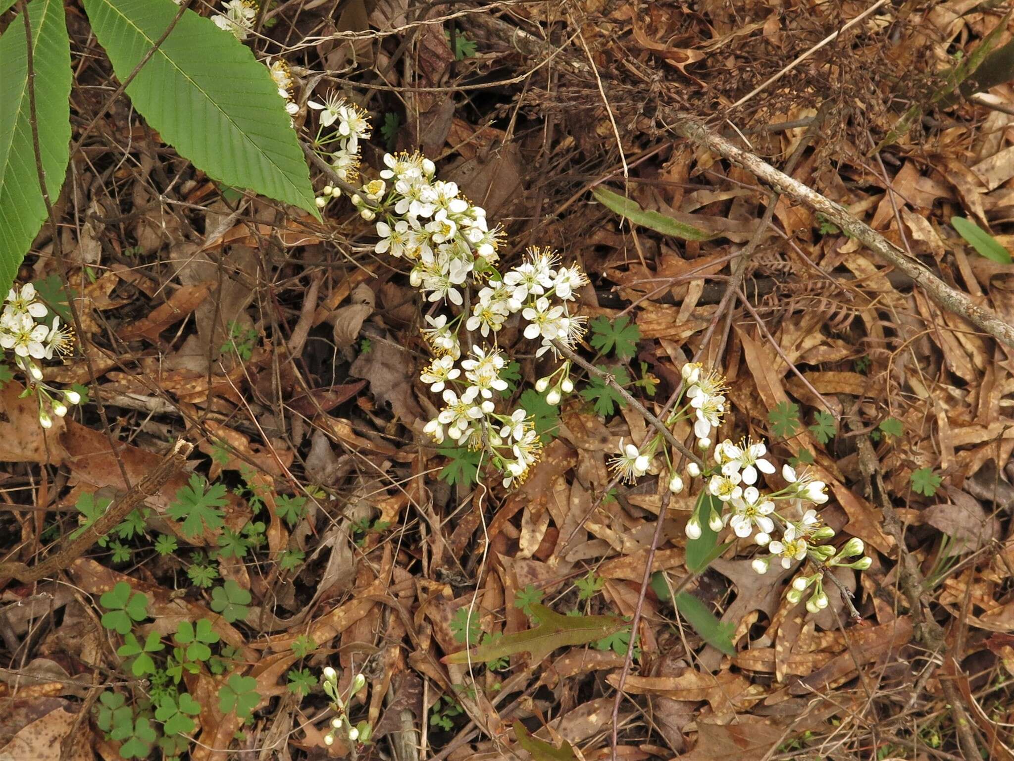 Imagem de Prunus gracilis Engelm. & Gray