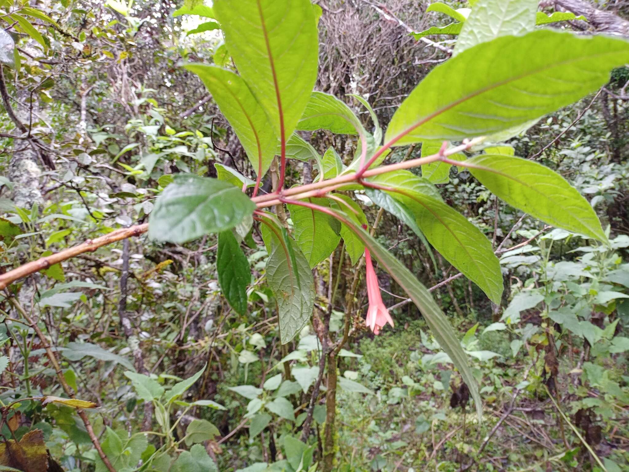 Image of Fuchsia campii P. E. Berry
