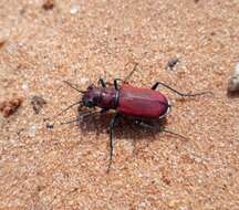 Image de Cicindela (Cicindela) formosa rutilovirescens Rumpp 1986