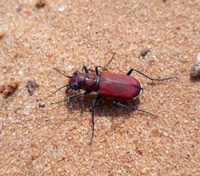 Image of Cicindela (Cicindela) formosa rutilovirescens Rumpp 1986