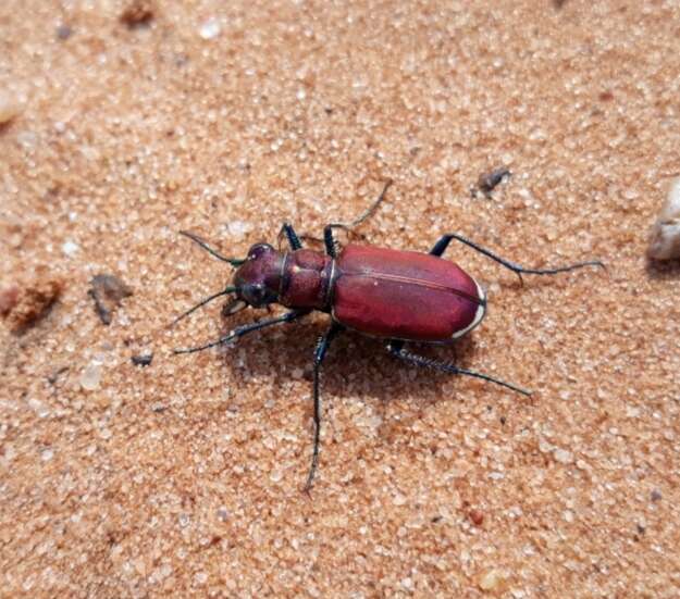 Image de Cicindela (Cicindela) formosa rutilovirescens Rumpp 1986