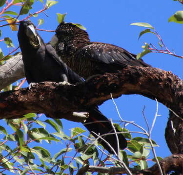 Image of Calyptorhynchus banksii naso Gould 1837