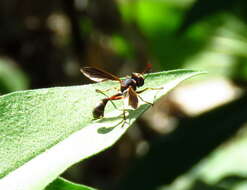 Image of Physocephala sagittaria (Say 1823)