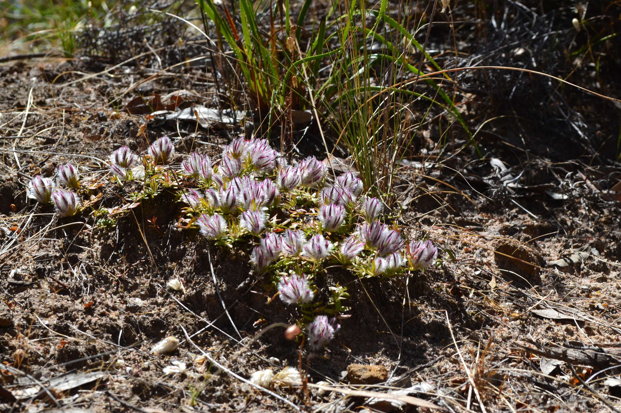 Image of Ptilotus declinatus Nees