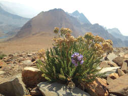 Слика од Polemonium eximium Greene