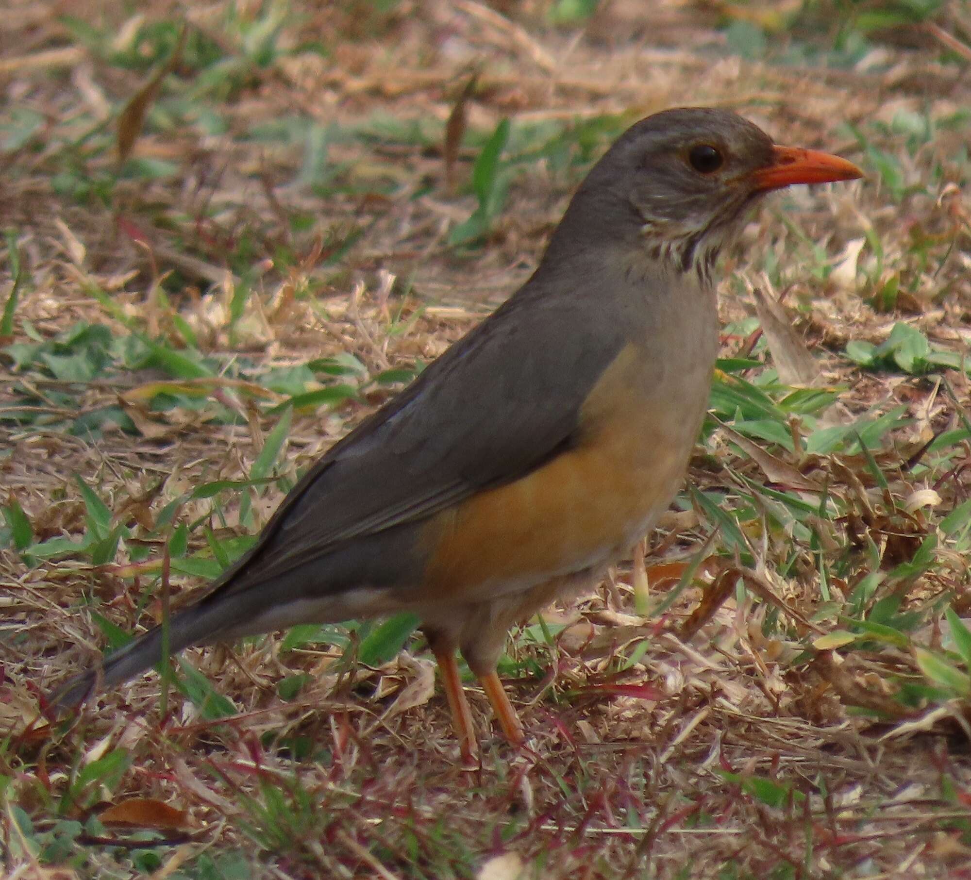 Turdus libonyana peripheris Clancey 1952的圖片