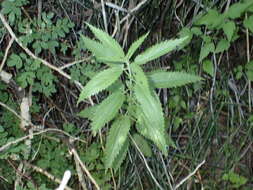 Image of stinging nettle