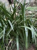 Image of Dietes iridioides subsp. iridioides